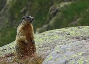 59 Marmotta in sentinella